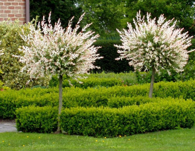 Salcie japoneză Hakuro-Nishiki 140cm