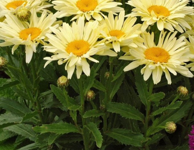 Leucanthemum ´Banana Cream´