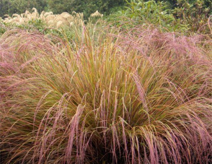 Stipa
