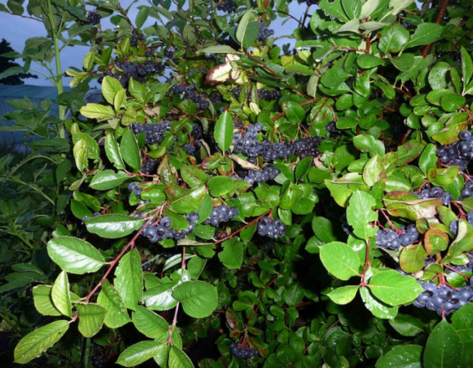 Aronia ´Nero´, cont. 5l