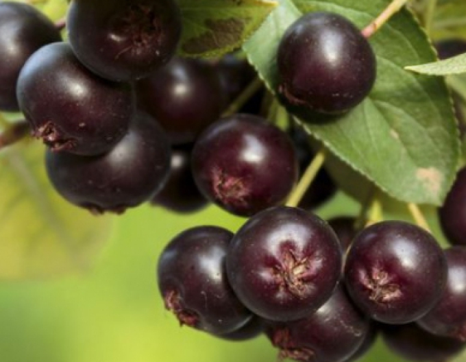 Aronia ´Nero´, cont. 5l
