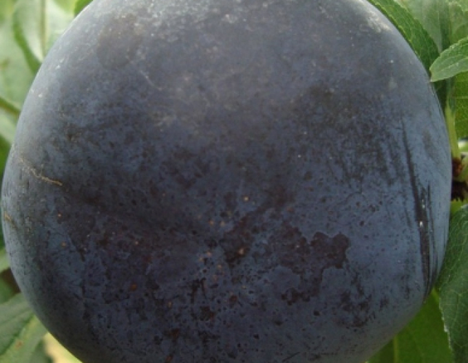 Prun Japanese ´Black Sun´, sub. MRS, cont. 5l