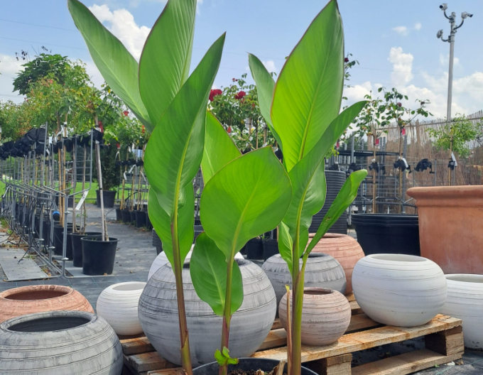 Canna ´Red´