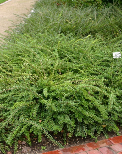 Lonicera nitida 9x9