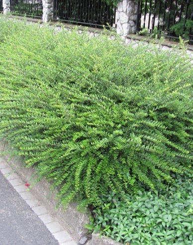 Lonicera nitida 9x9