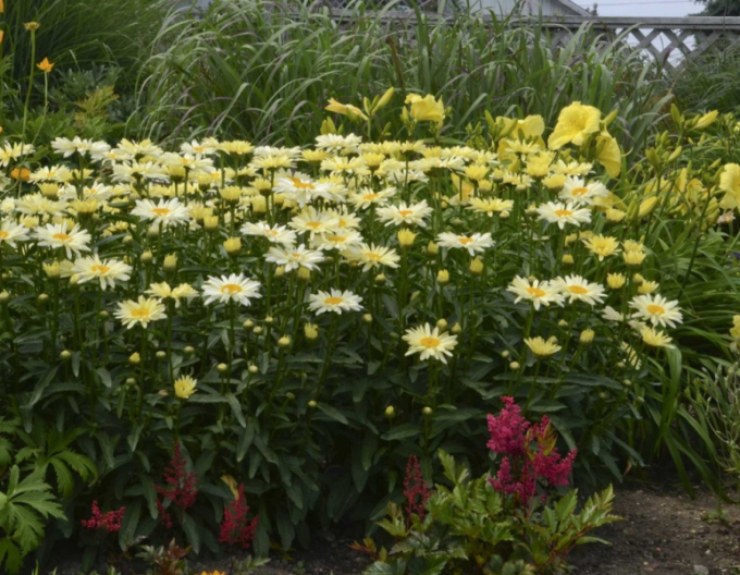 Leucanthemum ´Banana Cream´