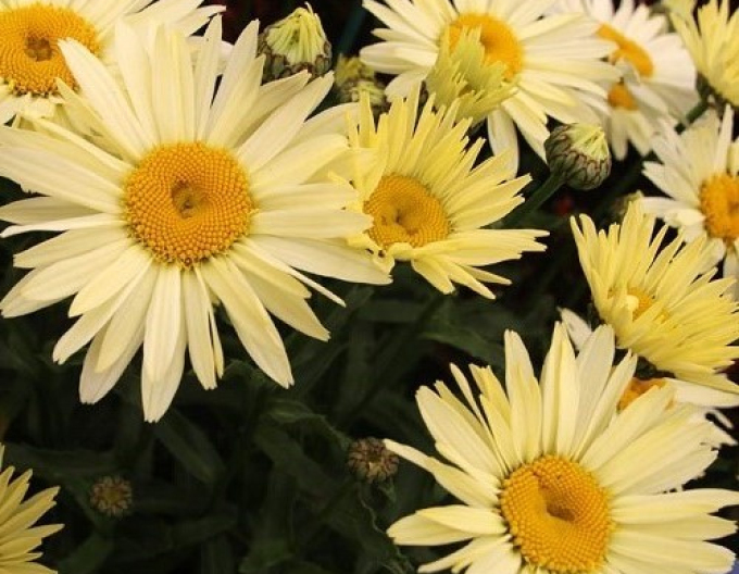 Leucanthemum ´Banana Cream´