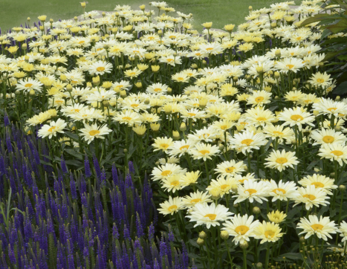 Leucanthemum ´Banana Cream´