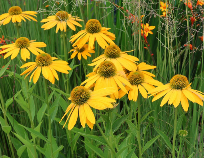 Echinacea ´Golden Skipper´