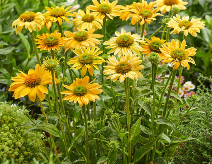Echinacea ´Golden Skipper´