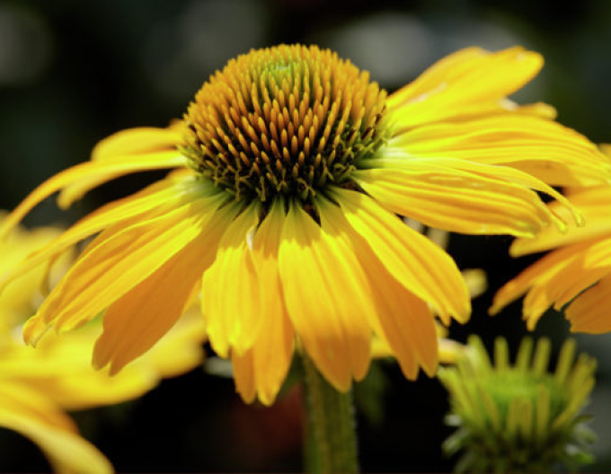 Echinacea ´Golden Skipper´