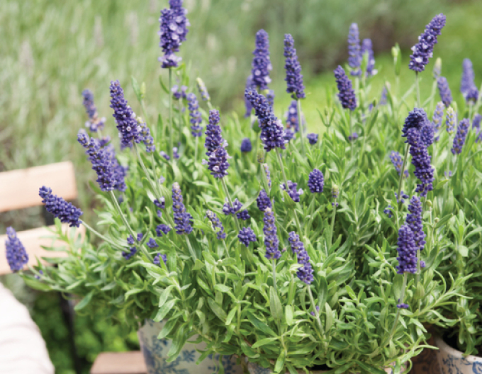 Lavanda "Super Blue