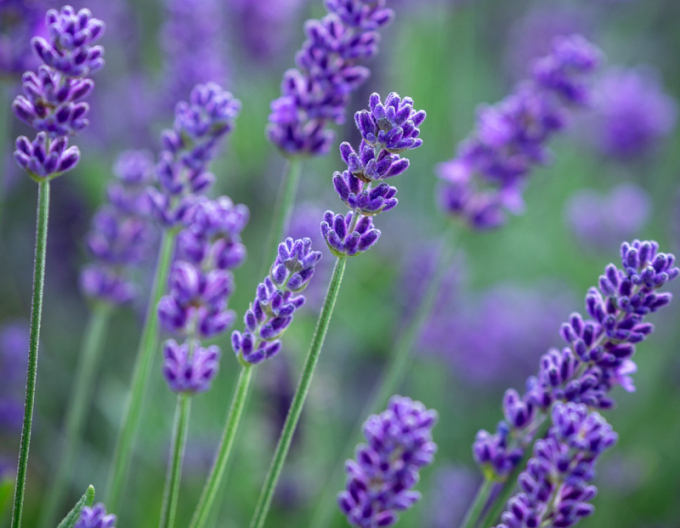Lavanda "Super Blue