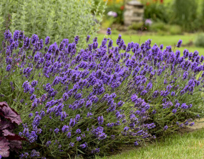 Lavanda "Super Blue