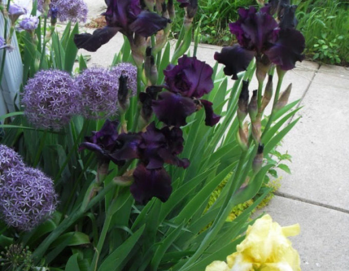 Iris german Black Knight