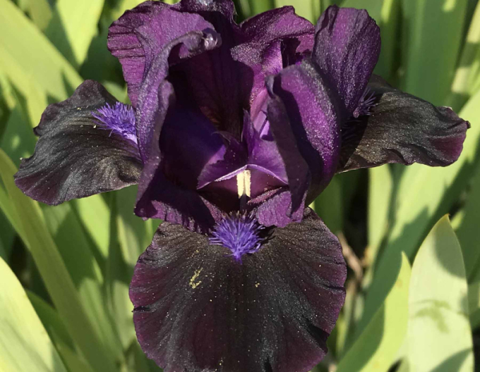 Iris german Black Knight