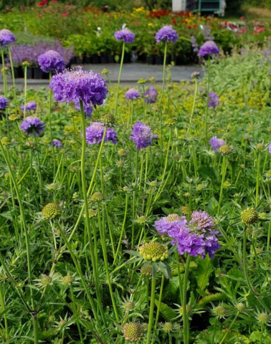 Scabiosa ´Blue Note´