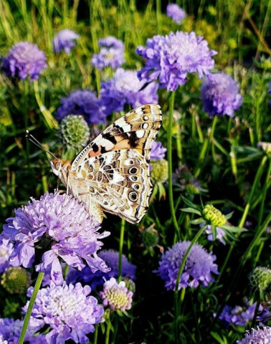 Scabiosa ´Blue Note´