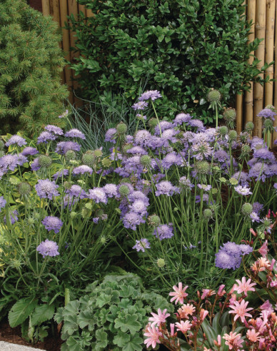 Scabiosa ´Blue Note´