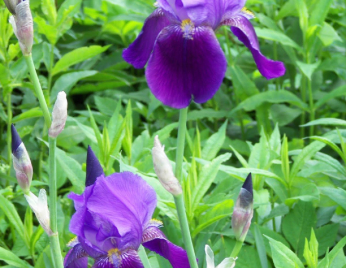 Iris german "Eleanor Roosevelt