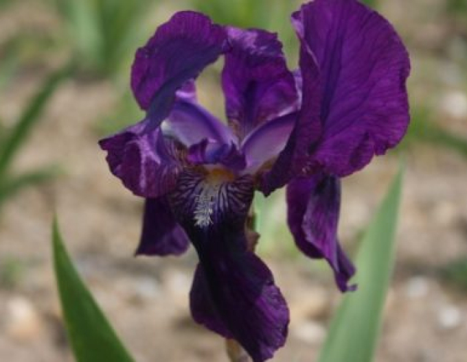 Iris german "Eleanor Roosevelt