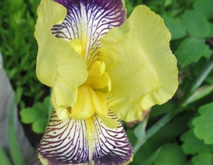 German Iris ´Nibelungen´