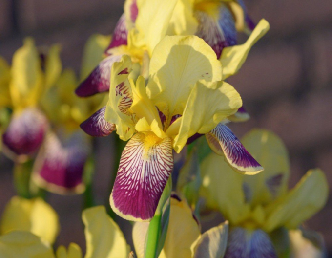 German Iris ´Nibelungen´