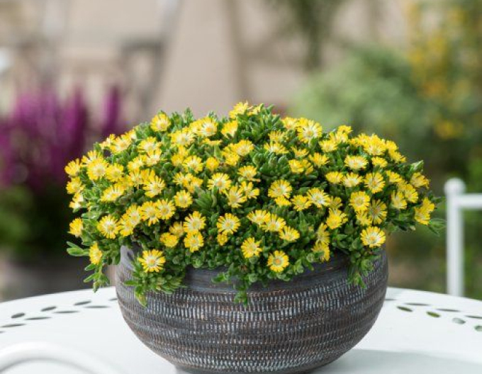 Delosperma "Ice Cream Yellow