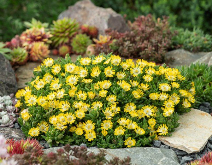 Delosperma "Ice Cream Yellow