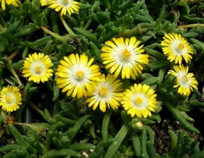 Delosperma "Ice Cream Yellow