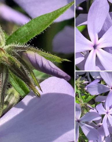 Phlox  ´Clouds of Perfume´