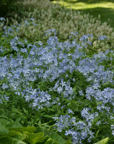 Phlox  ´Clouds of Perfume´