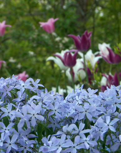 Phlox  ´Clouds of Perfume´