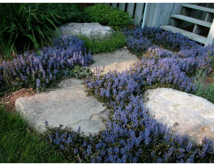 Ajuga reptans pitic