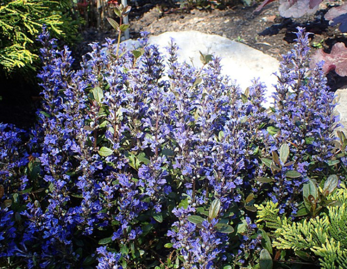 Ajuga reptans pitic