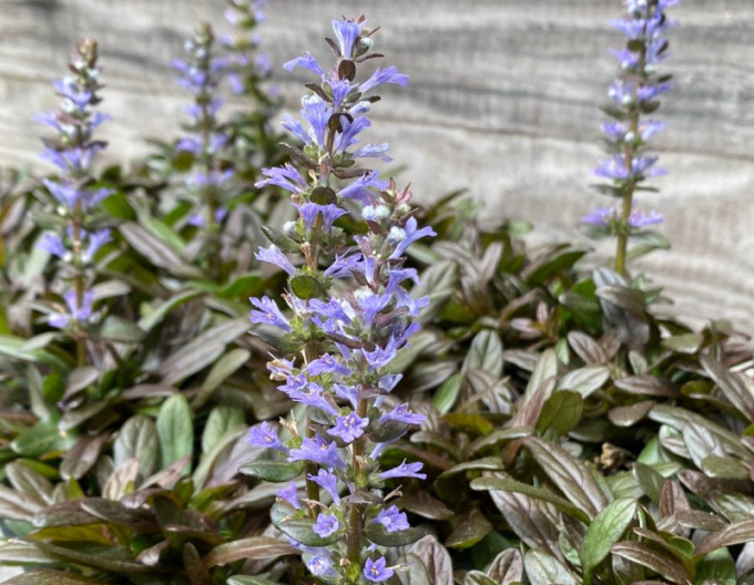 Ajuga reptans pitic