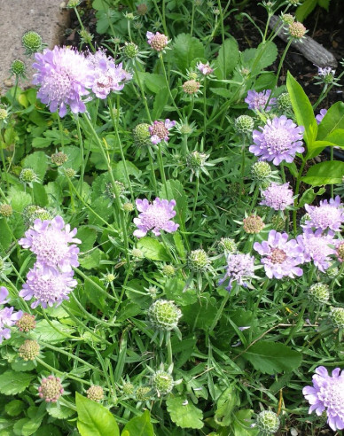 Scabiosa ´Pink Diamant´
