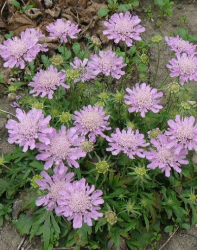 Scabiosa ´Pink Diamant´