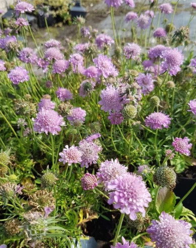 Scabiosa ´Pink Diamant´