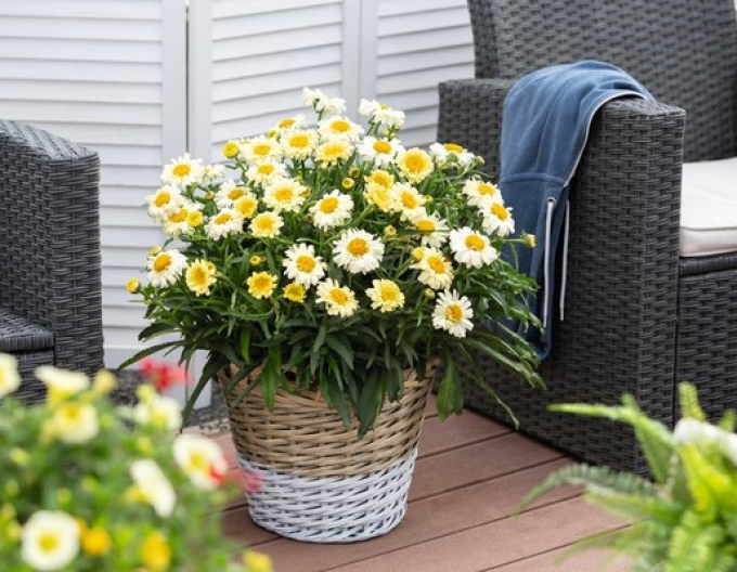 Margareta ´Sweet Daisy Rebecca´