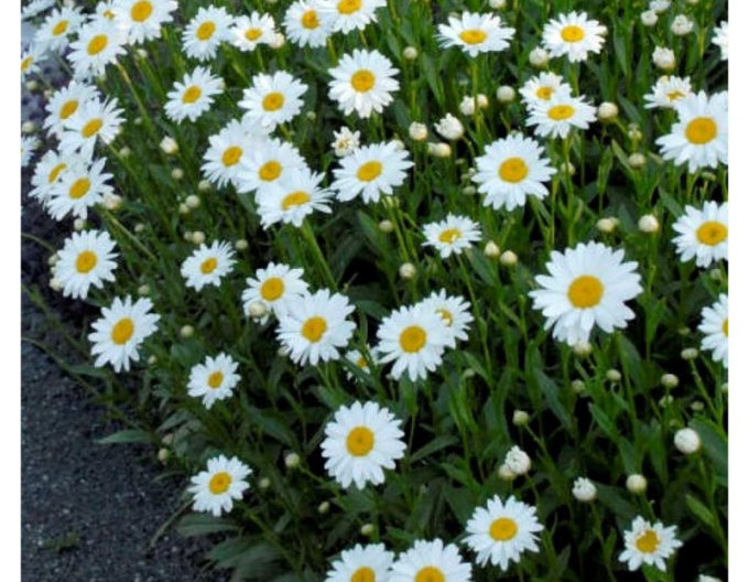 Margareta ´Sweet Daisy Rebecca´
