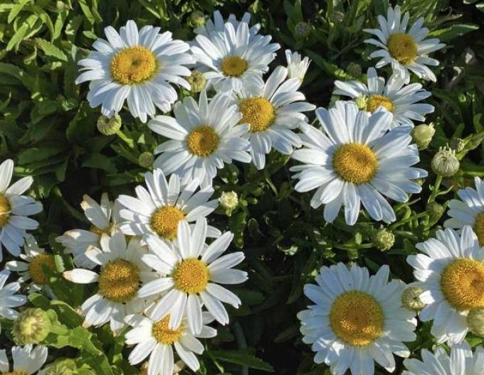 Margareta ´Sweet Daisy Rebecca´