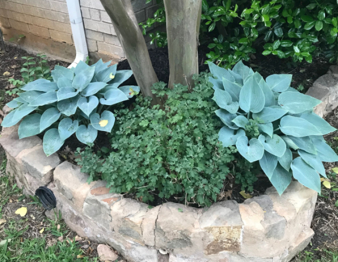 Hosta ´Blue Cadet´