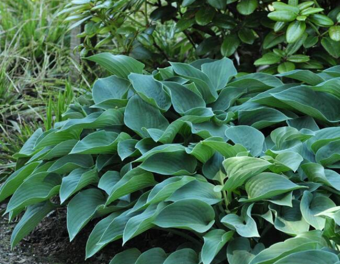 Hosta ´Blue Cadet´