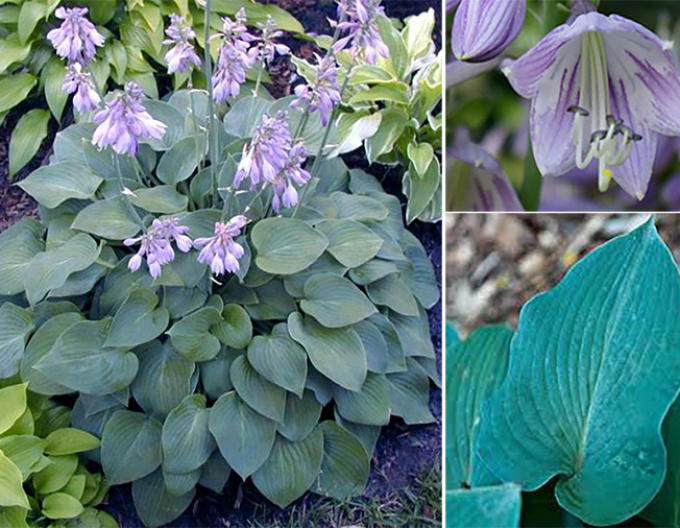 Hosta ´Blue Cadet´