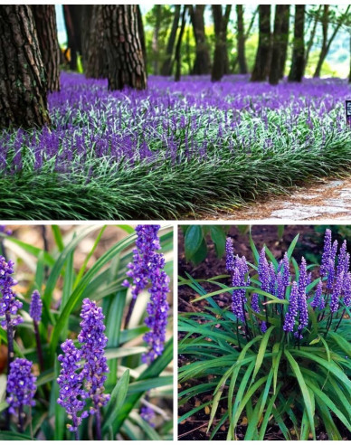 Liriope albastru ´Purple Passion´