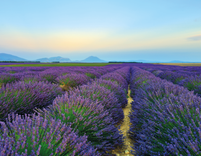 Lavanda "Hidcote Blue