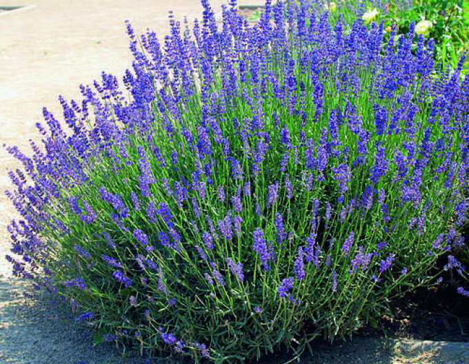 Lavanda "Hidcote Blue
