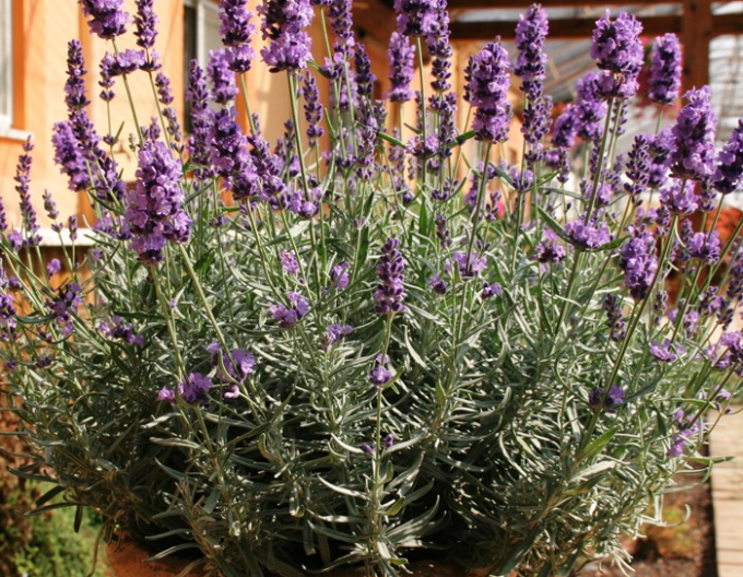 Lavanda "Hidcote Blue
