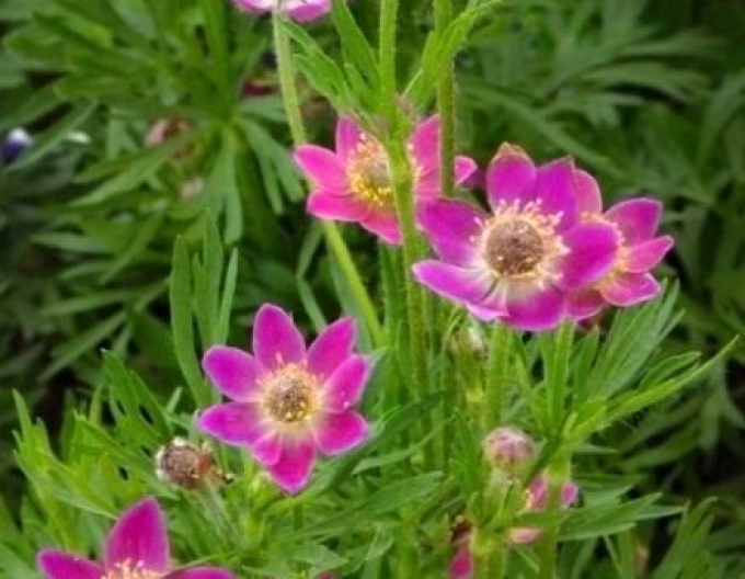 Moară de vânt ´Annabella Deep Rose´